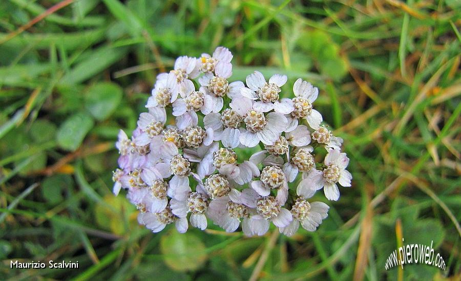 12 Achillea.JPG